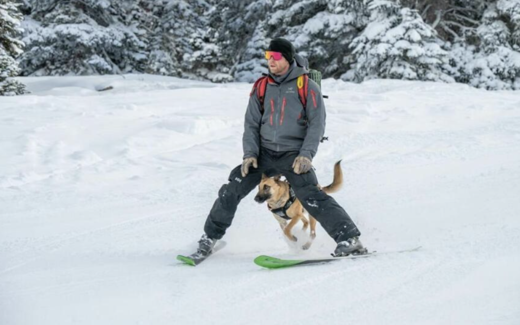 Northstar California Resort avalanche rescue dog Hatched runs between ski patroller George Meres' legs during the Wasatch Backcountry search and rescue dog school in Alta Ski Area, Utah. Credit: Colby Atkinson.